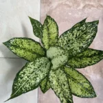 گیاه طبیعی اگلونما برفی