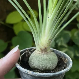گل طبیعی  لیندا
