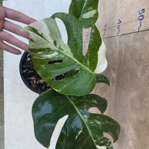 برگ انجیری ۳ برگ