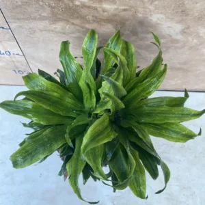 کامپکت 2 سر