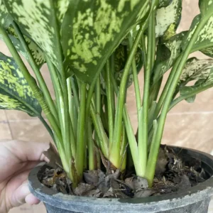 اگلونما برفی